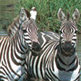 Safari Holidays