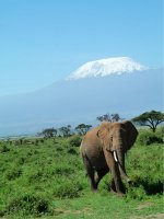 Mount Kenya - Elephant