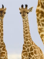 Masai Mara - Giraffes