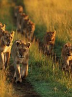 Masai Mara - Lions