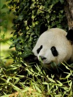 Stunning Giant Panda Tracking Holidays