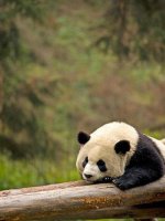 Amazing Giant Panda Tracking Holidays