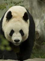 Stunning Giant Panda Tracking Holidays