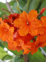 St Kitts and Nevis - Nature