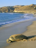 Oman - beaches
