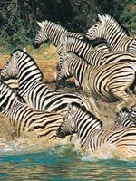 Botswana - National Parks