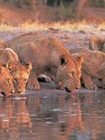 Tanzania - Safaris