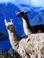 Peru Holidays - get close to the wildlife