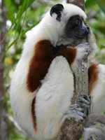 Madagascar - wildlife