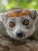 Madagascar - lemur