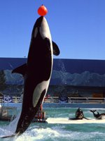 Florida holidays - get close to the wildlife