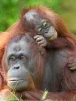 Borneo wildlife