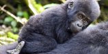Holidays in Bwindi