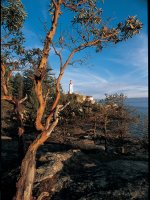Lighthouse Park Vancouver