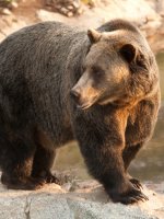 Bear at Grouse Mountain Refuge