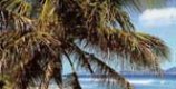 Caribbean