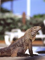 Caman Islands Holidays - Get close to nature