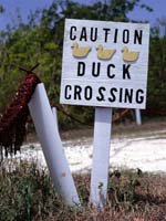 Cayman Island Holidays - look out for the locals