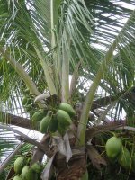 Cuba Holidays - lush tropical surroundings