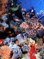 Cuba Coral Reefs