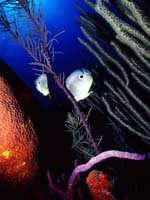 Trinidad & Tobago Holidays - stunning underwater wildlife for divers