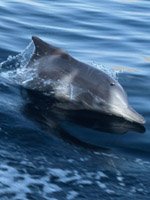 Oman Holidays - dolphin watching trips