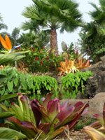 Hawaii holidays - lush tropical paradise