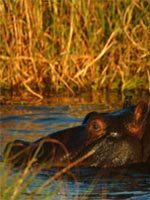Botswana Holidays - amazing wildlife