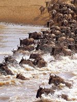 Kenya Holidays - abundant wildlife