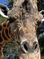 Kenya Safari Holidays