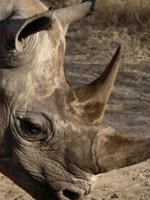 Kenya Holidays - Safari to see the Big Five