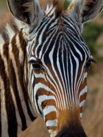 Kenya Holidays - Safari
