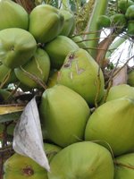 Maldives Holidays - exotic flavours