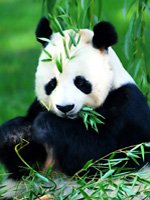 China Holidays - beautiful wildlife