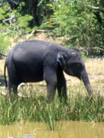 Sri Lanka - abundant wildlife