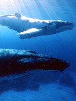Tahiti Holidays - breath taking wildlife