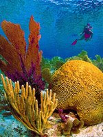 Florida Keys Holidays - amazing diving