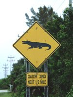 Florida Keys Holidays - watch out for the local wildlife!