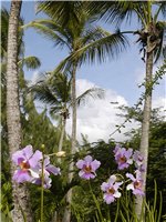 Young Island Holidays - lush tropical vegetation