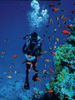 Egypt Holidays - amazing for Scuba diving