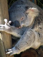 Australia Holidays - get to know the local wildlife