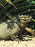 Dominican Republic Holidays - wildlife