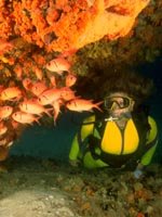 Aruba Holidays - Great for Scuba Diving