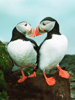 Iceland Holidays - abundant local wildlife