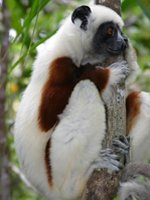 Madagascar Holidays - amazing wildlife