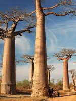Madagascar