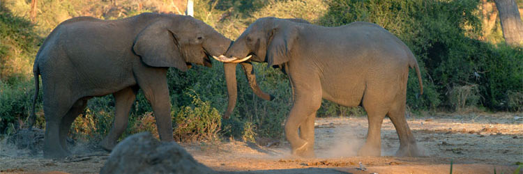 Safari Holiday the adventure of a lifetime