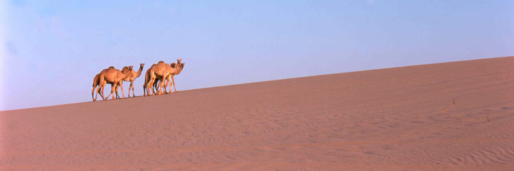 Qatar Holiday