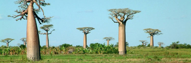 Madagascar Holidays
