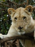 Safari Adventurs (Lion)